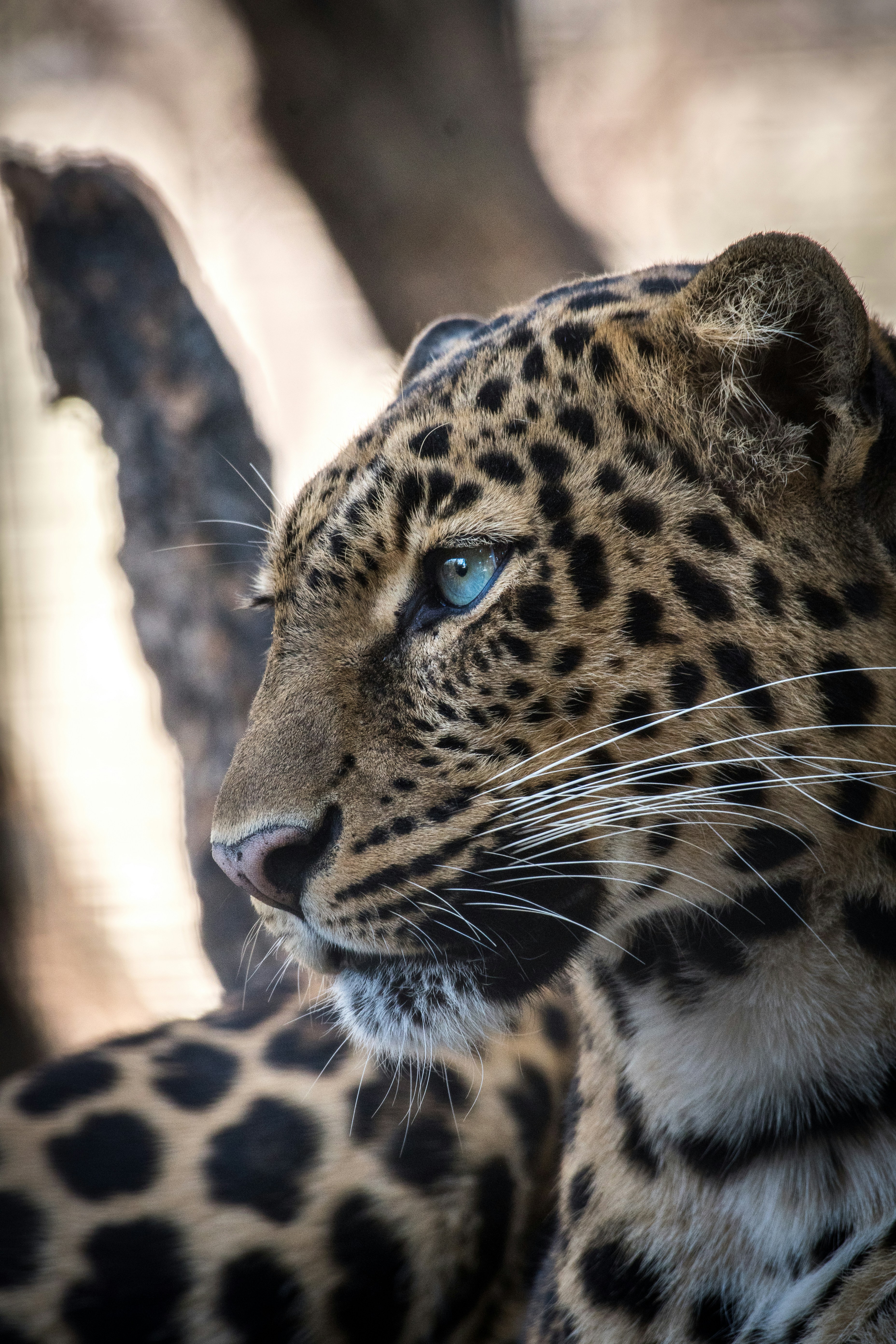 Leopard resting on tree branch in golden light