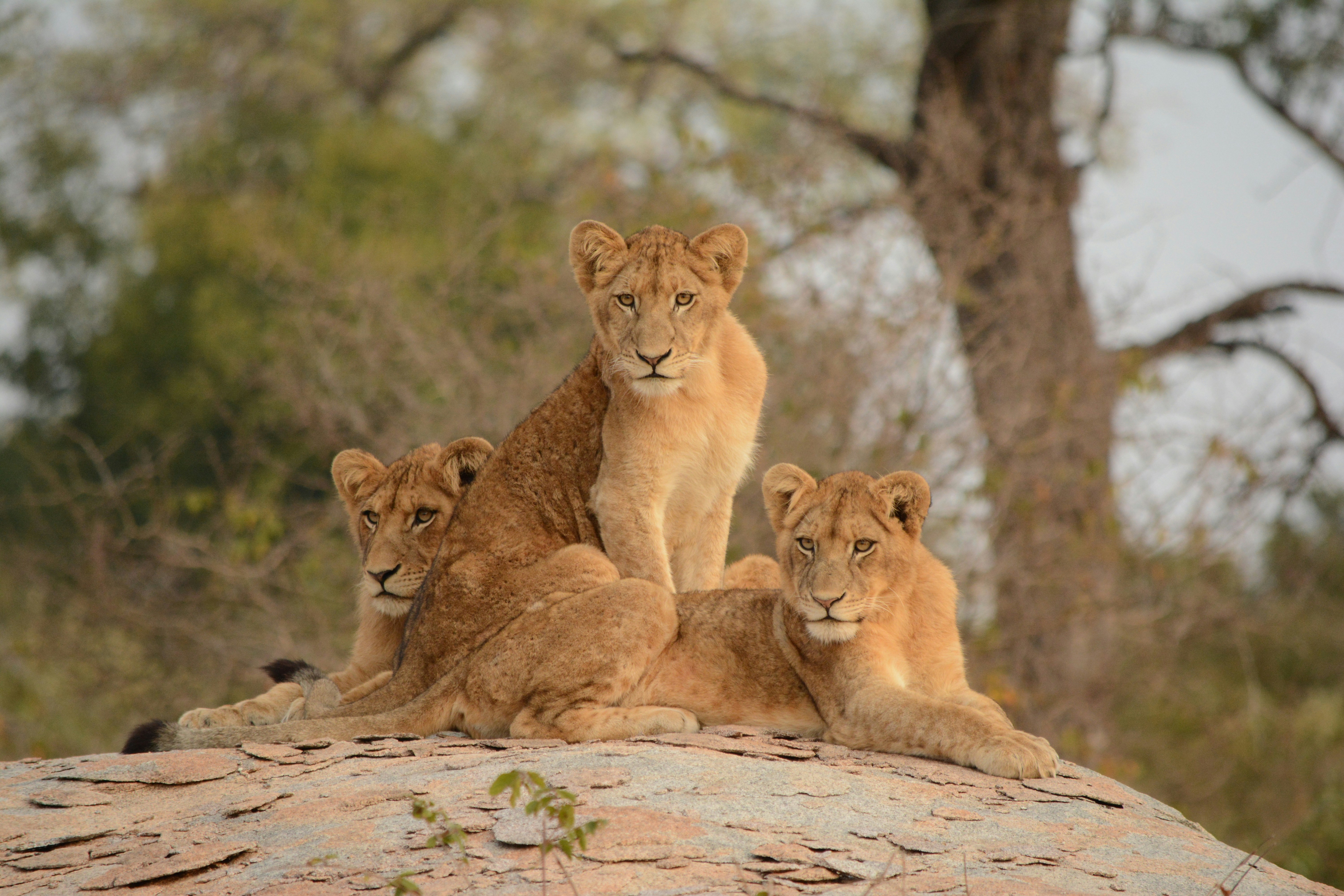 lion cubs resting on savanna grass