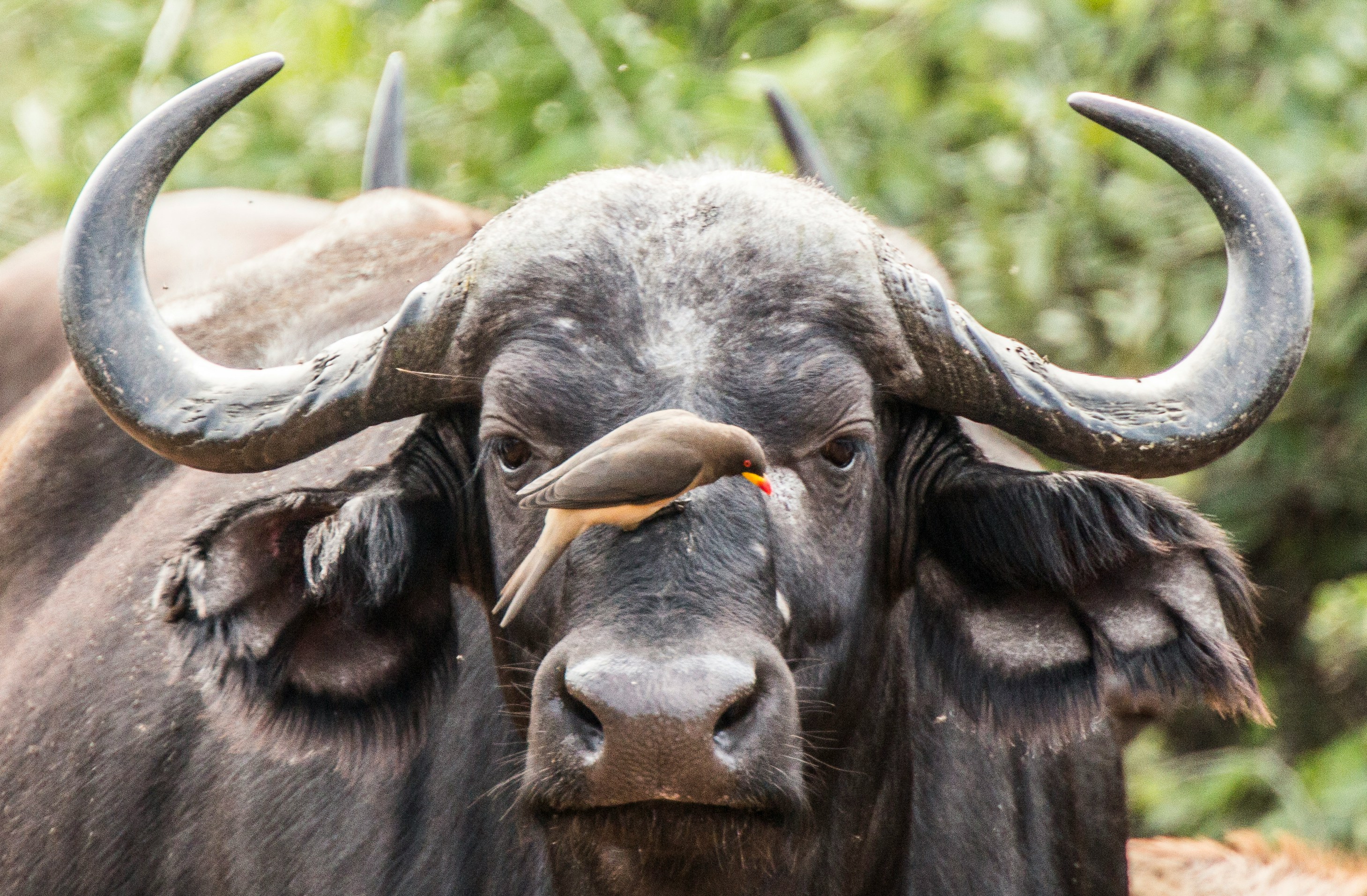 Cape buffalo herd in grasslands