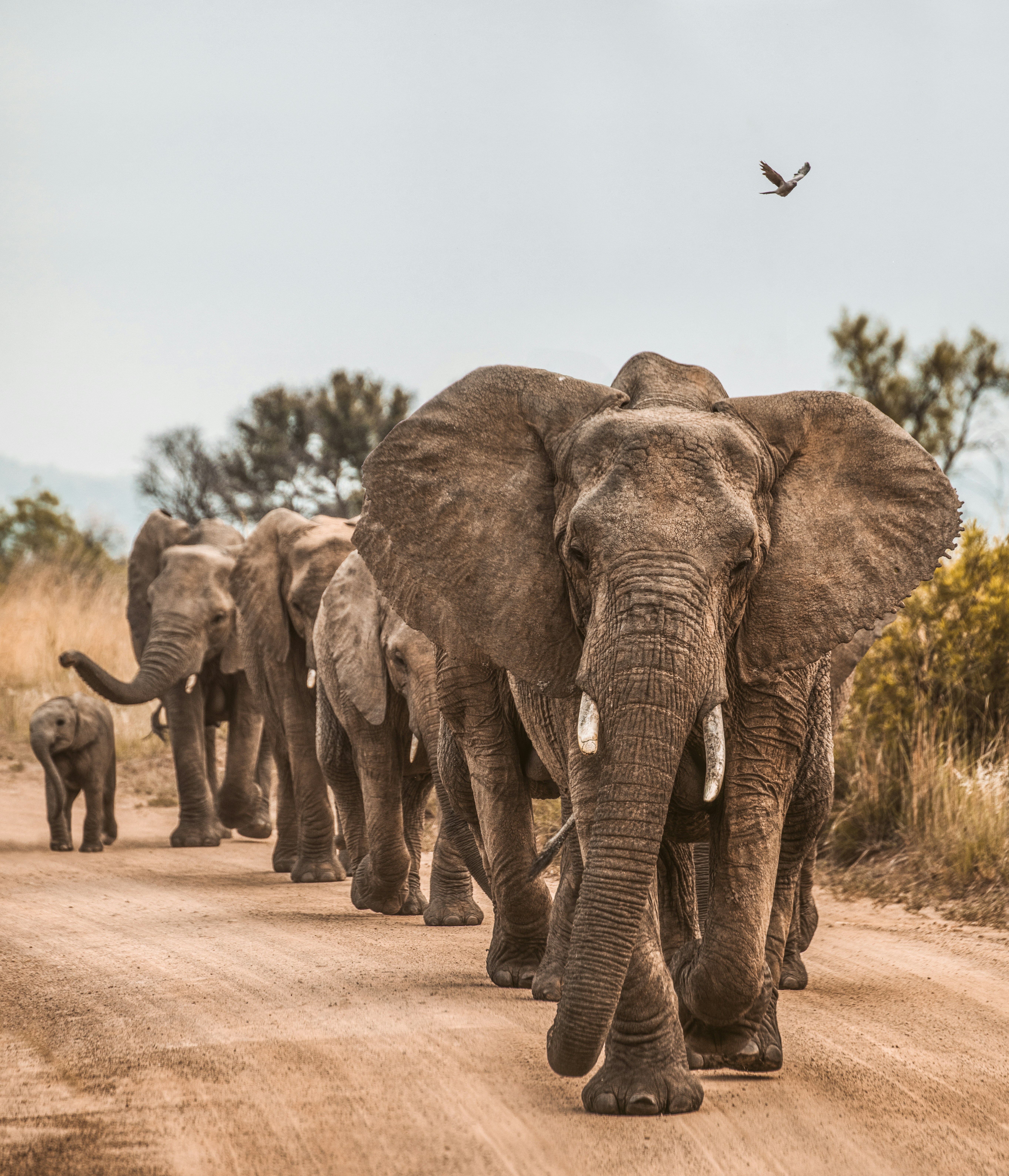 African elephant family walking through the bush