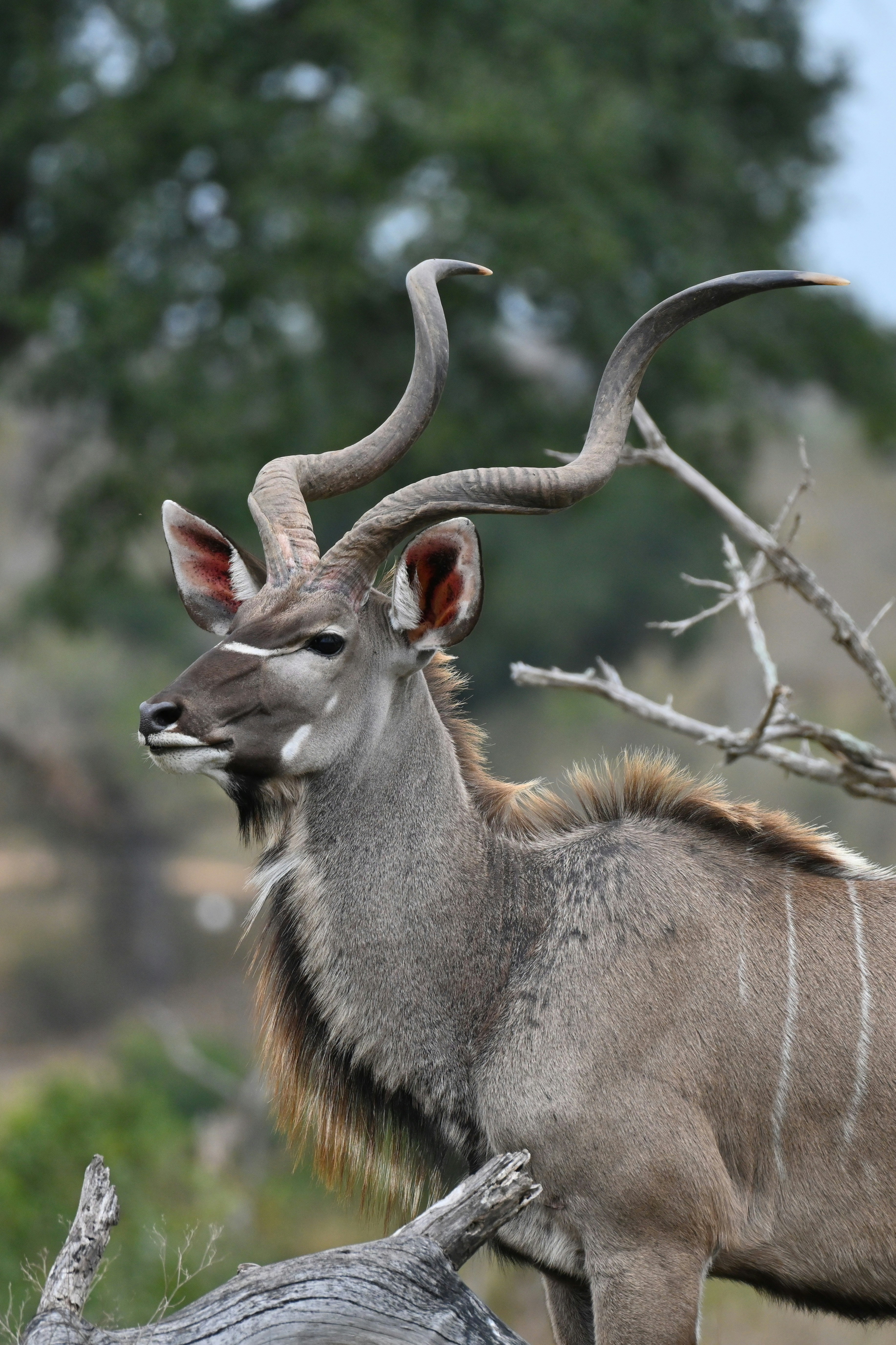 Greater kudu with spiral horns standing in grassland