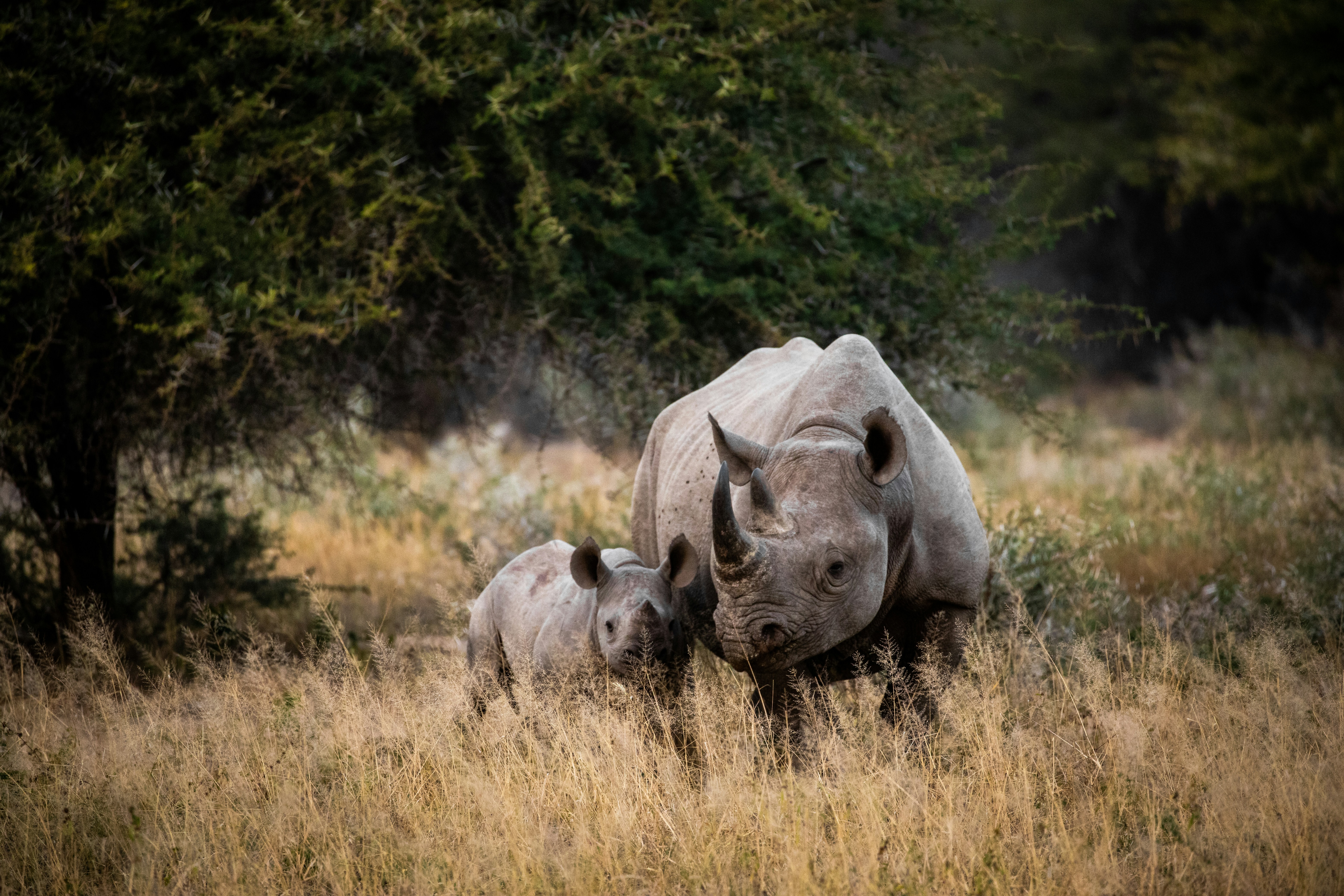 White rhinoceros with calf in grassland